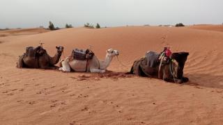 Desert Campo - Oulad Akkou - 0