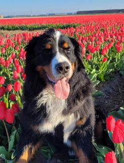 Romantisch Huisje nabij het strand met uitzicht op de tulpenvelden - 8