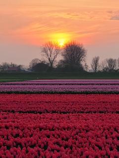 Romantisch Huisje nabij het strand met uitzicht op de tulpenvelden - Julianadorp - 4