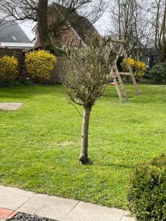"Feriengarten Büsum - A08" - Büsum - 2