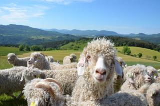 Ferme Lou Pagora - Tiranges - 1