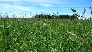 Les prairies Mas Roux - Raphèle - 2