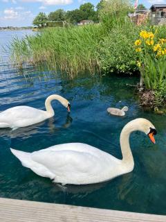 Award winning Serenity Lodge with outstanding lakeside views from the hot tub , at Tallington Lakes Leisure Park, Stamford - Tallington - 5