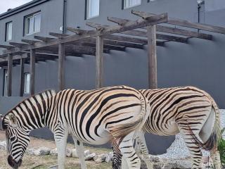 Romansbaai Beach House - Gansbaai - 7