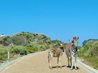 Romansbaai Beach House - Gansbaai - 3