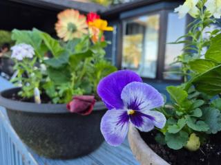 Sunrise net cottage - Kawartha Lakes - 4