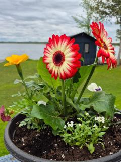 Sunrise net cottage - Kawartha Lakes - 8