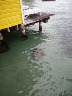 Faro del Colibri - Bocas del Toro - 5