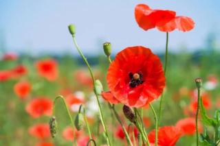 Gite de Coquelicots avec Jacuzzi à Embreville - Embreville - 9