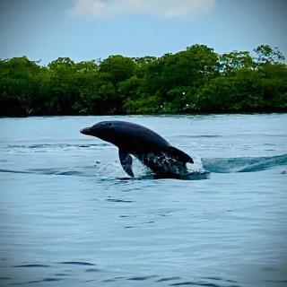 Faro del Colibri - Bocas del Toro - 7