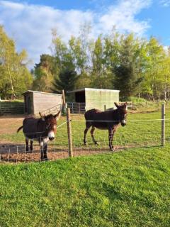 Springburncabins - Elgin - 7