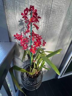 Lotus Lava Cottage - Pahoa - 5