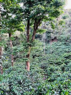 Green Heaven - Madikeri - 1