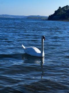 Water Front Apartment Cobh - Balnacart - 8