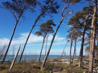 Apartment in Zingst near Baltic Sea Beach - Zingst - 6