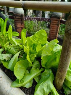 Chácara dos Pinheiros - 9