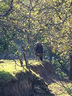 Glen Mist, Mesmerizing Valley View Homestay, Kodai - 1