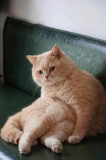 婺源枫树底下民宿 Under The Maple Tree - 6