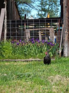 8 Mile Farm Bed & Breakfast - The Dalles - 9