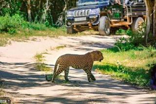 Kumana national park - Pottuvil - 1