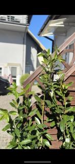 DOM GOŚCINNY ROMA - 3