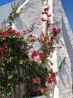 Red Aloe Farm - 5
