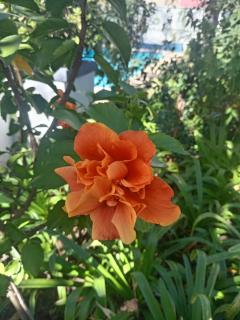 Sandton Spring Rivonia - Johannesburg - 4