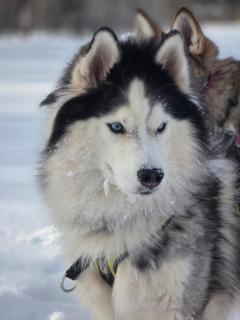 House Arctic Wolf - Blattnicksele - 2