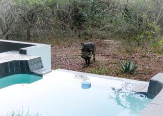 African Bush Escape - Marloth Park - 2