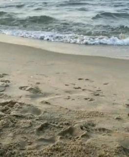 الفراعنة - Alexandria - 7