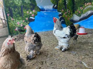 Maison de Campagne - 8