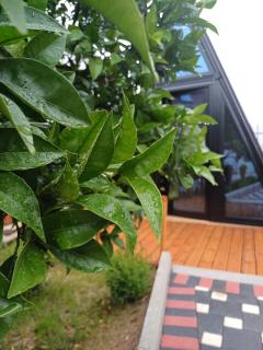 Guest House Adilaj - Berat - 8