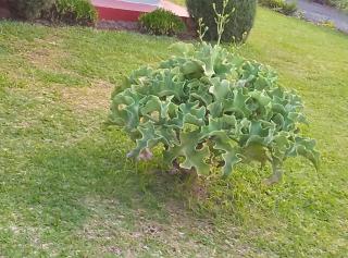 Airport Guests Villa - 4