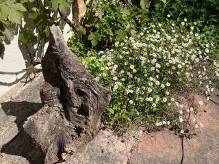 Dairy Cottage Luxury B&B - Attleborough - 8
