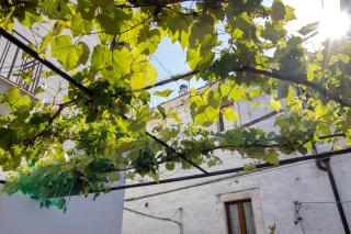 Dimore di Bacco - Rutigliano - 9