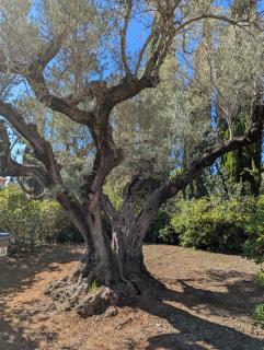 Rez de villa, jardin, parking à 10 minutes de la plage - Bandol - 1