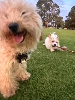 Master room with private bathroom - Perth - 3