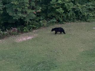 Camp Black Bear - Townsend - 5
