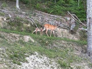 Camp Black Bear - Townsend - 4