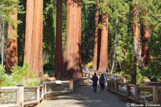 Homestead Ranch near Yosemite with Horses and Chickens - Midpines - 7