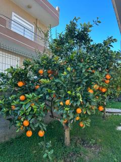 Villa Olive Tree - 3