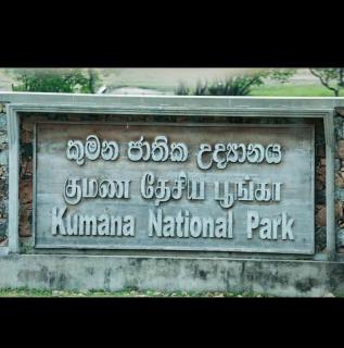 Kumana national park jayasingha - Okanda - 0