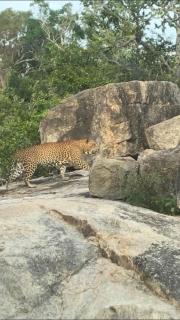 Kumana national park jayasingha - Okanda - 8