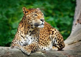 Kumana national park jayasingha - Okanda - 6
