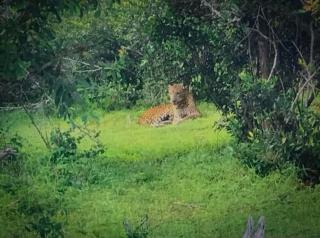 Kumana national park jayasingha - Okanda - 2