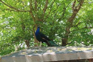 Beggars Roost - Truro - 8
