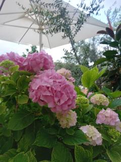 Vjollca`s Home - Sarandë - 5
