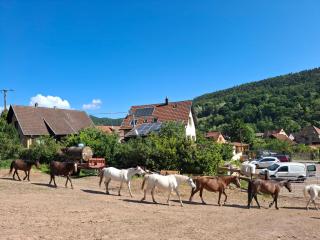 Maison 20' COLMAR Jardin Calme Chevaux Vue - Jungholtz - 2