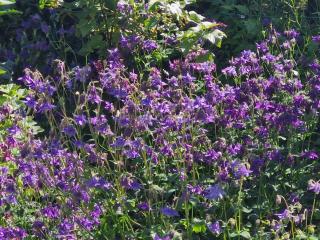 Roses & Nature - Saint-Gingolph - 3
