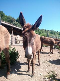 La Ferme Du Maquis - Antisanti - 8